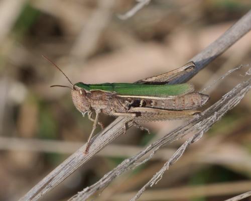 Réf. 309 406 : Chorthippus dorsatus